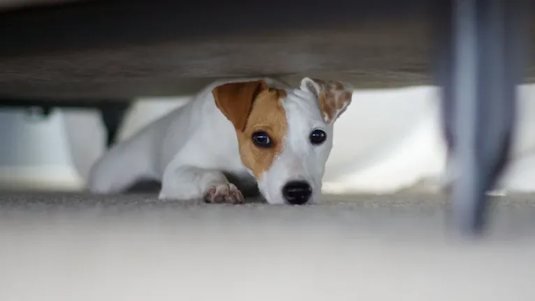 Copa do Mundo: veja como proteger seus pets durante os jogos