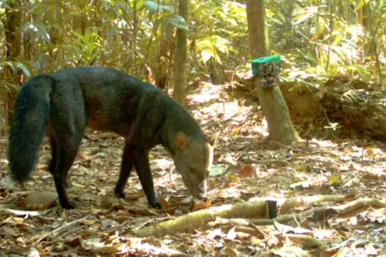 Discreto e arisco, o cachorro-de-orelhas-curtas prefere viver em zonas isoladas