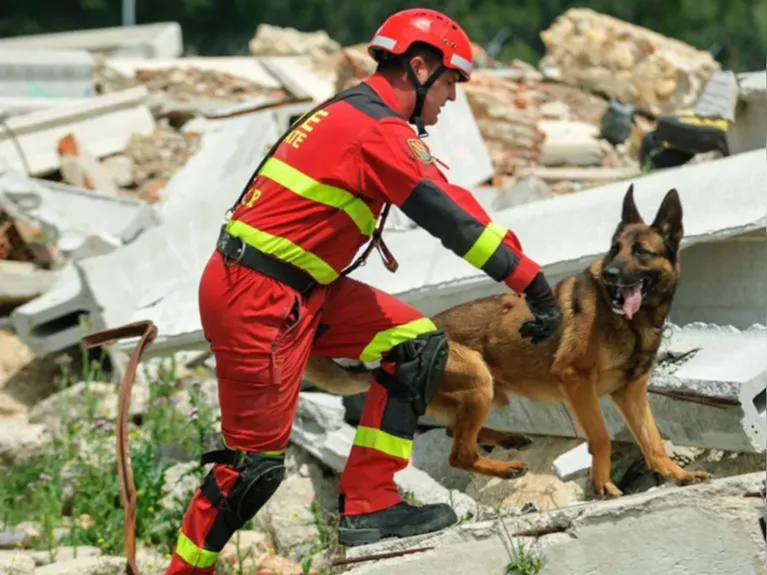 Com o auxílio de cães farejadores, equipes de resgate intensificam as buscas por sobreviventes entre os escombros deixados pelos terremotos na Venezuela.