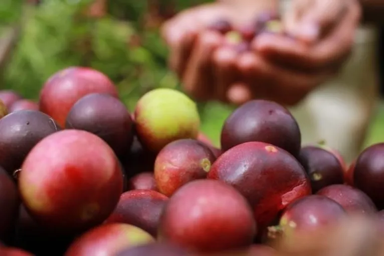 Culinária Regional: o Pará que muita gente nunca provou