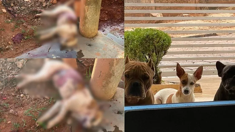 Ferida, Margarida conseguiu correr em direção à casa de seus tutores, mas acabou não resistindo e morreu nas proximidades do imóvel.
