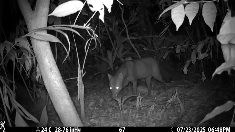 Discreto e arisco, o cachorro-de-orelhas-curtas prefere viver em zonas isoladas