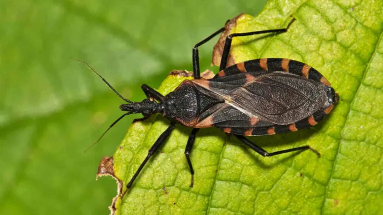O "barbeiro" (inseto triatomíneo) é o vetor transmissor da Doença de Chagas. Ele se contamina ao picar animais infectados e transmite a doença para humanos pelas suas fezes infectadas eliminadas logo após a picada.