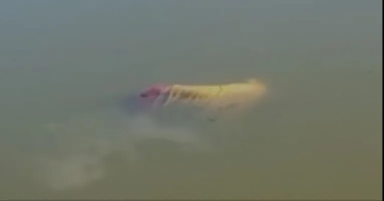 O corpo foi encontrado boiando em lago por populares