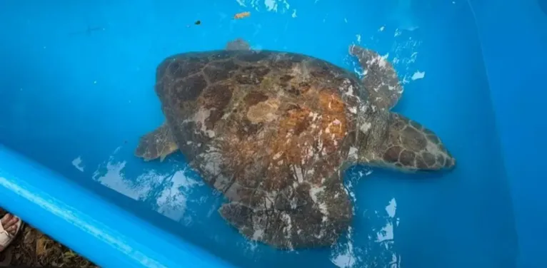 Durante 68 dias a tartaruga passou por diversas etapas de recuperação clínica, com monitoramento constante