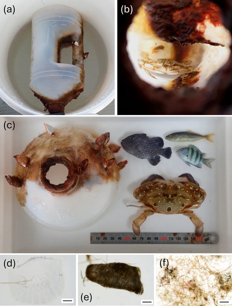 Garrafa com algas e cracas aderidas, peixes juvenis coletados junto com ela e o caranguejo nadador retirado da garrafa.