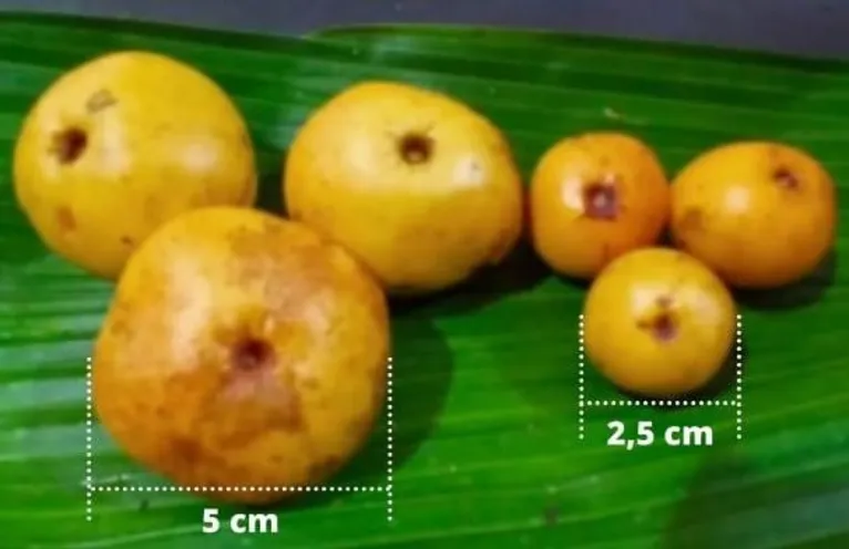 Culinária Regional: o Pará que muita gente nunca provou