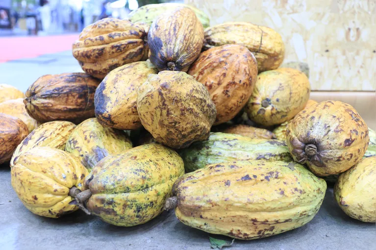 A produção de cacau já ultrapassou fronteiras: a primeira exportação, ainda que pequena, foi realizada para o Paraguai