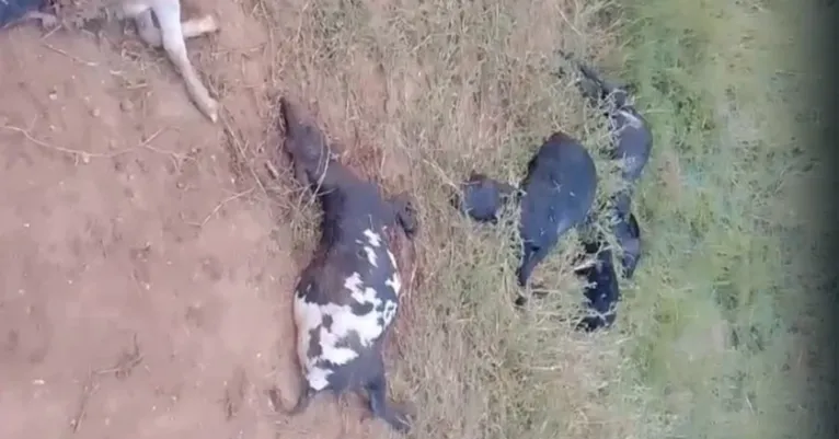 Ovelhas foram encontradas mortas com ferimentos no pescoço e na cabeça após ataque registrado na zona rural de Palmeira dos Índios.
