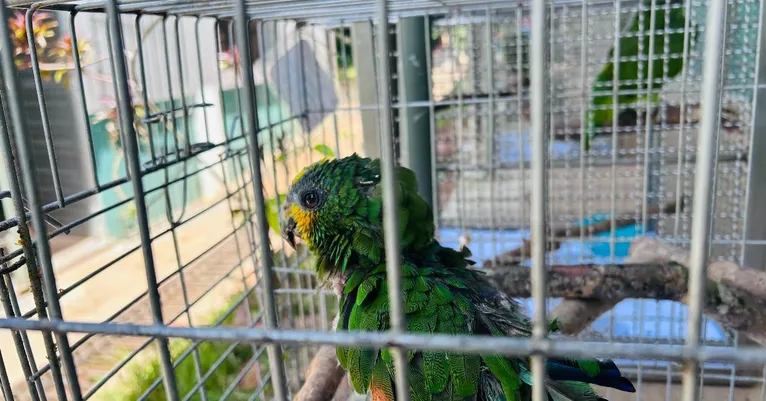 Seminário na Ufra discute proteção e manejo da fauna silvestre