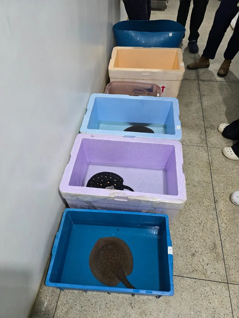A situação constatada pelos agentes configura, em tese, crime ambiental, com enquadramento nos artigos 29 e 32 da Lei nº 9.605/98 (Lei de Crimes Ambientais), que tratam, respectivamente, do transporte ilegal de espécimes da fauna silvestre e da prática de maus-tratos contra animais.