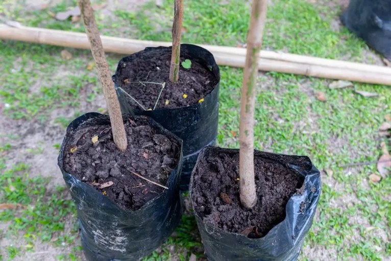Belém lança maior Jardim de Chuva para combater alagamentos; veja
