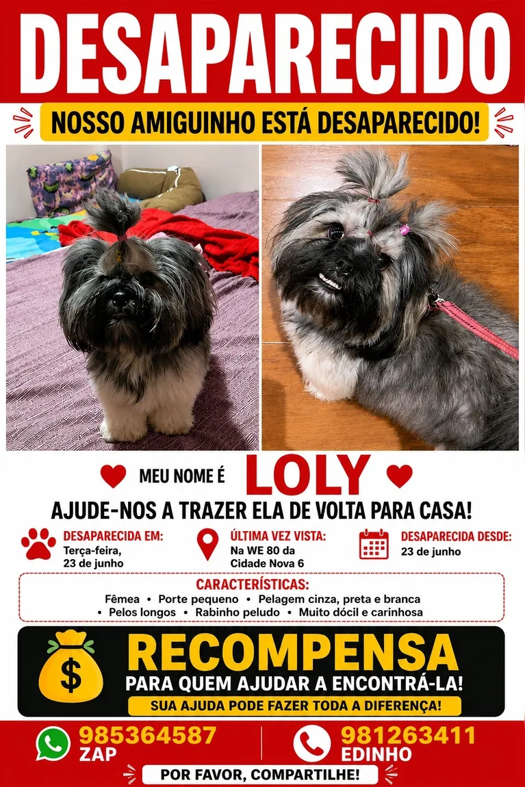 Cachorrinha desaparece em Ananindeua e família oferece recompensa