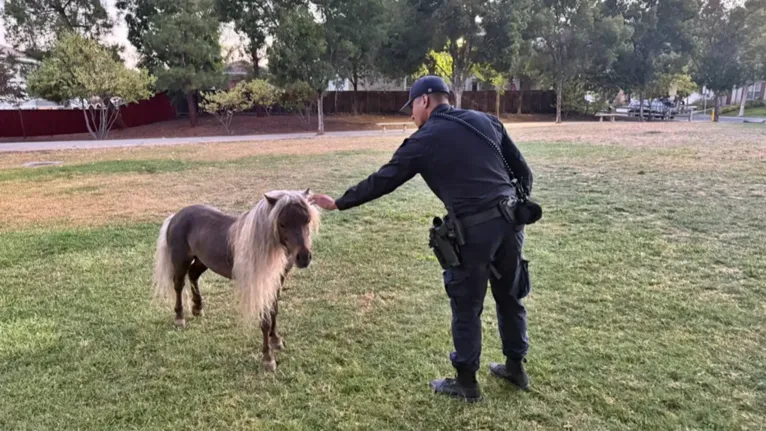 Policial se aproxima do pônei Shetland após o animal fugir de casa e ser encontrado trotando pelas ruas de San Jose, na Califórnia.