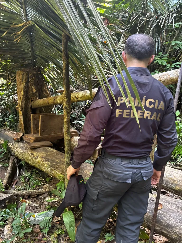 Cultivo ilegal de maconha no Pará é alvo de operação