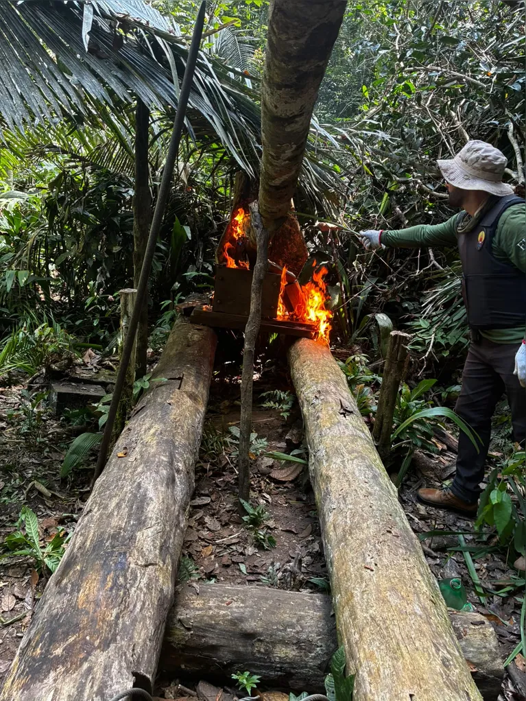 Cultivo ilegal de maconha no Pará é alvo de operação