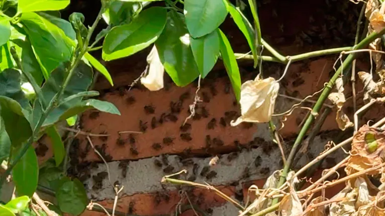 Após meses de medo, janelas e portas voltam a ser abertas pelos moradores do bairro Cohab com a retirada dos insetos.