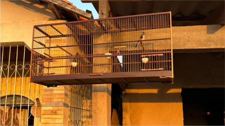 Pássaros silvestres mantidos ilegalmente em cativeiro e gaiolas apreendidas pela Polícia Militar no bairro Nossa Senhora Aparecida.