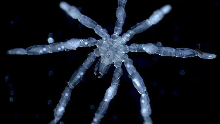 Pesquisadores identificaram duas novas espécies de aranhas-marinhas durante expedições realizadas no Mar de Salish