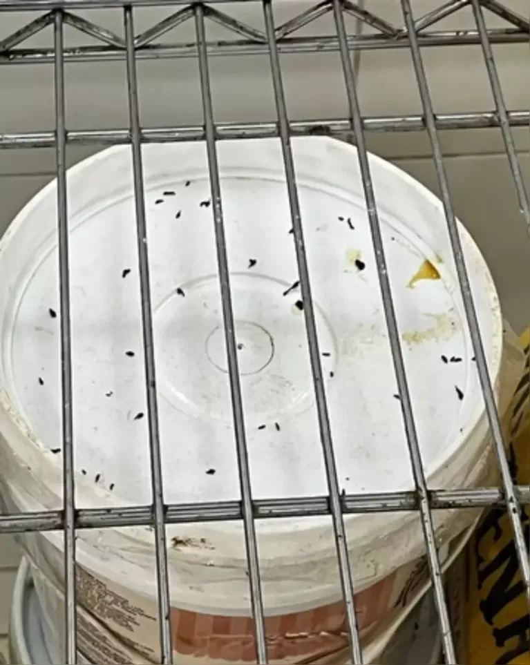 Fiscalização identificou fezes e urina de roedores, além de produtos vencidos em loja de bolos em Porto Alegre.
