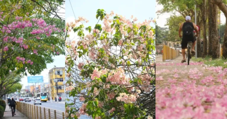 Os ipês floridos tomam conta da avenida Almirante Barroso e deixam Belém ainda mais colorida, em um espetáculo que chama a atenção de quem passa pelo local.