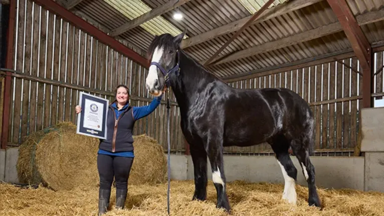 Donos de Hugo ficaram surpresos com o tamanho do cavalo, que superou as expectativas da família e acabou reconhecido pelo Guinness.