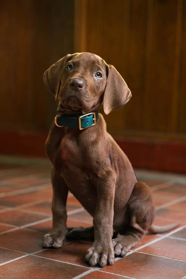 Pela primeira vez, Scooby-Doo será um cachorro real