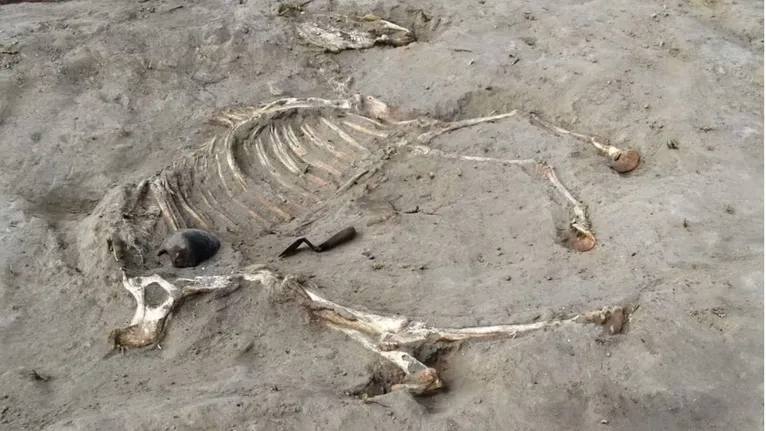 Estela de Ramsés II e cavalo de 3 mil anos é achado no Egito