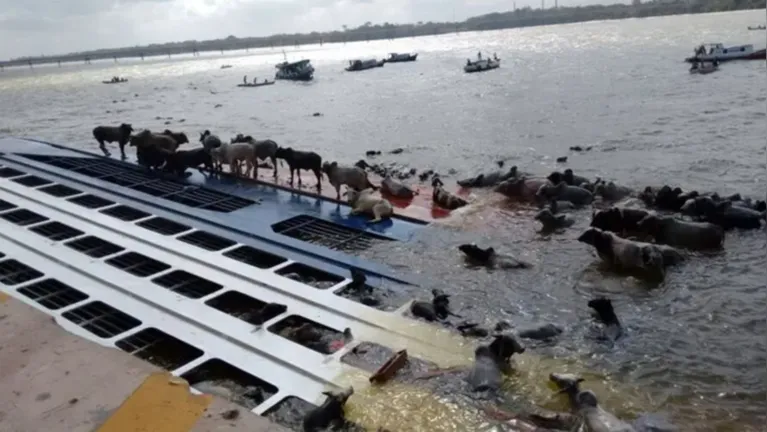 Quase 4.900 bois morreram após o naufrágio do navio Haidar, em 2015, no Porto de Vila do Conde, em Barcarena.
