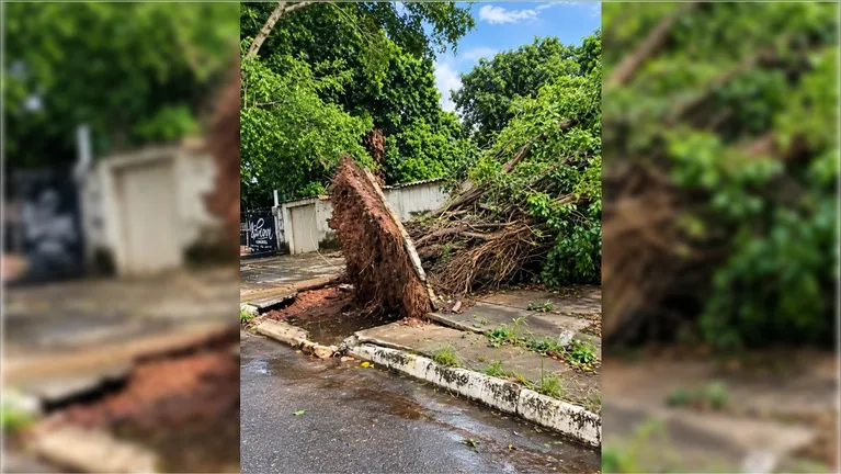 O temporal provocou a queda de árvores de grande porte, destruição de calçadas, exposição do solo e transtornos no trânsito, além do acúmulo de pedras de gelo nas vias públicas.