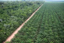 A Agropalma é uma das maiores produtoras de dendê e derivados do País, gerando 4 mil empregos no Estado.