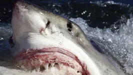 Imagem ilustrativa da notícia Vídeo: tubarão branco ataca embarcação e assusta tripulantes