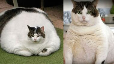 Pelmel espiral Patrocinar Castração deixa o gato gordo? Veja dicas de como cuidar de felinos obesos