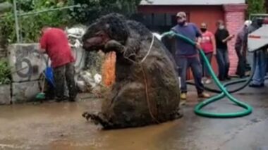 Rato Gigante` é encontrado em esgoto no México (Vídeo)