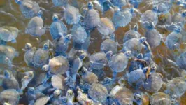 Imagem ilustrativa da notícia Ideflor-bio realiza soltura de 35 mil tartarugas por dia no Tabuleiro do Embaubal