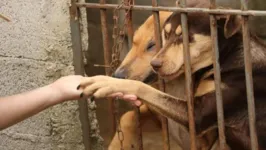 Imagem ilustrativa da notícia Pandemia deixa pets órfãos após a morte de tutores