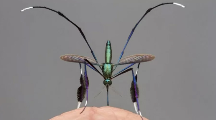 /Fotografia feita pelo entomologista Gil Wizen mostra o mosquito “mais bonito do mundo”.