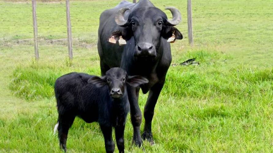 /Japonesa é o nome da primeira búfala gerada pela técnica de fertilização in vitro na região do Marajó, no Pará