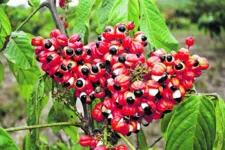 Guaraná é um exemplo de planta medicinal