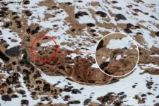 Imagem ilustrativa da notícia Encontre o leopardo-das-neves; 