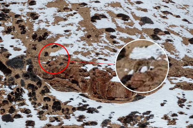 Imagem ilustrativa da notícia: Encontre o leopardo-das-neves; 
