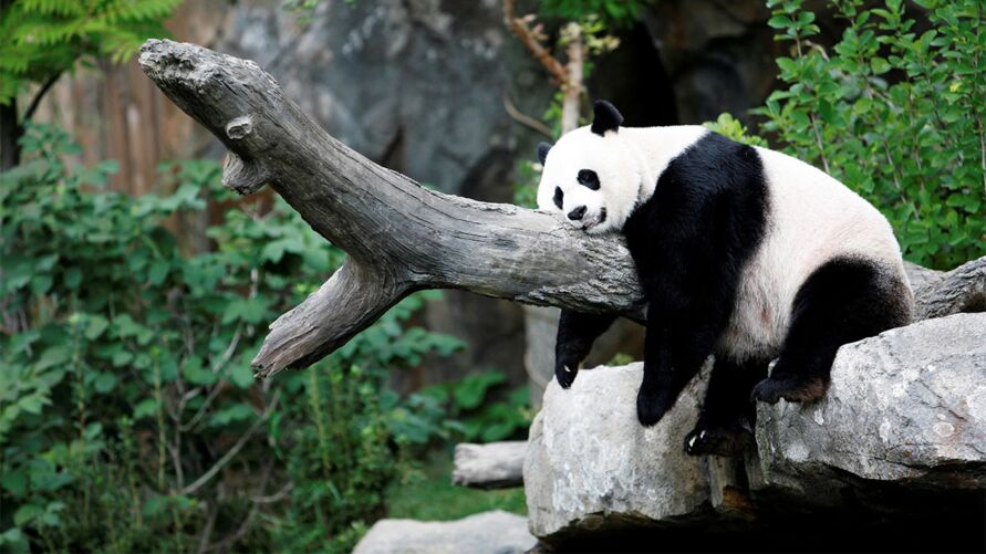 An An, como era chamado, era o panda macho mais velho do mundo criado em cativeiro.