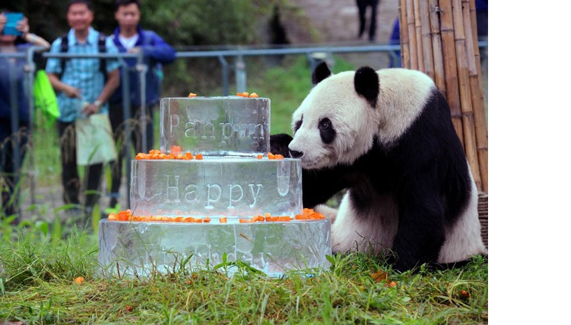 An An era o panda macho mais velho do mundo criado em cativeiro morreu aos 35 anos.