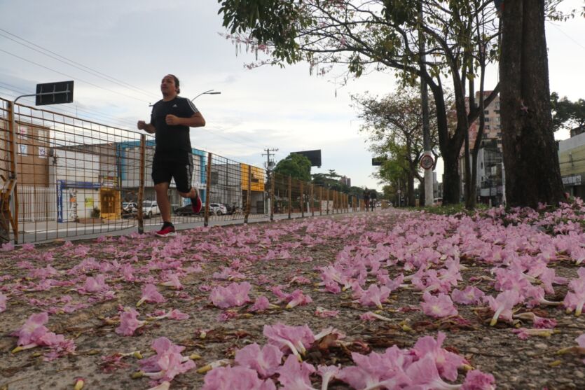 
        
        
            Ipês colorem parques e avenidas em Belém. Veja fotos
        
    