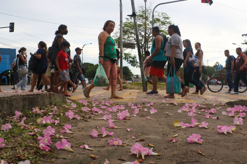 
        
        
            Ipês colorem parques e avenidas em Belém. Veja fotos
        
    