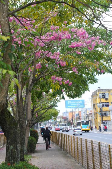 
        
        
            Ipês colorem parques e avenidas em Belém. Veja fotos
        
    