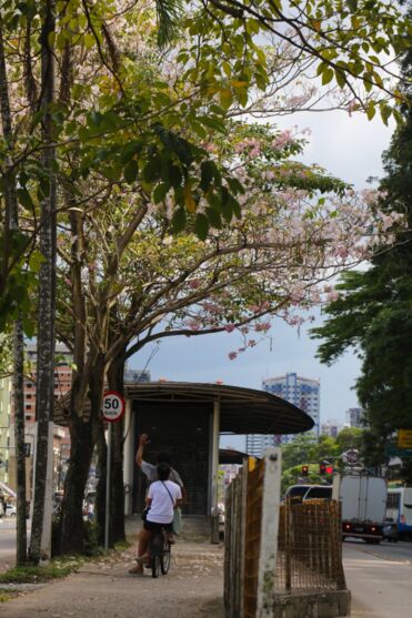 
        
        
            Ipês colorem parques e avenidas em Belém. Veja fotos
        
    