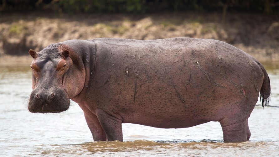 /Com até 2.750 kg, os hipopótamos podem facilmente esmagar um humano até a morte.