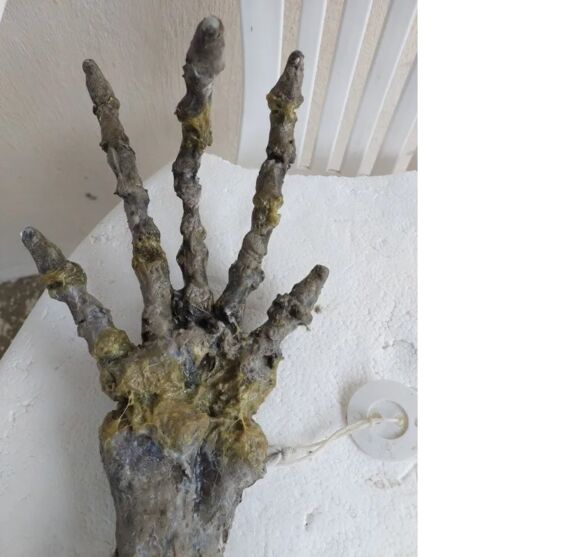 /Esqueleto de 'mão gigante' achada na praia da  Ilha Comprida, no litoral de São Paulo