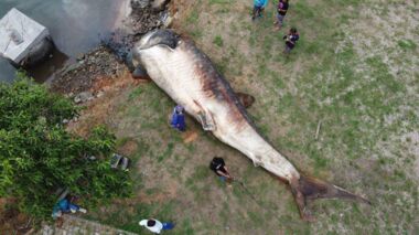 Vídeo: EUA rastreiam tubarão com mordidas gigante no corpo